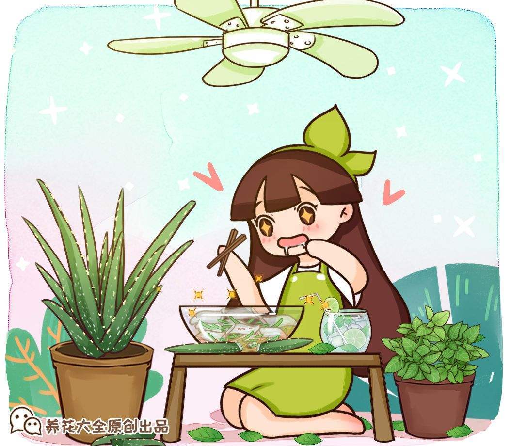 薄荷播種方法和時(shí)間，薄荷可以一年四季種嗎，薄荷四季常青嗎?