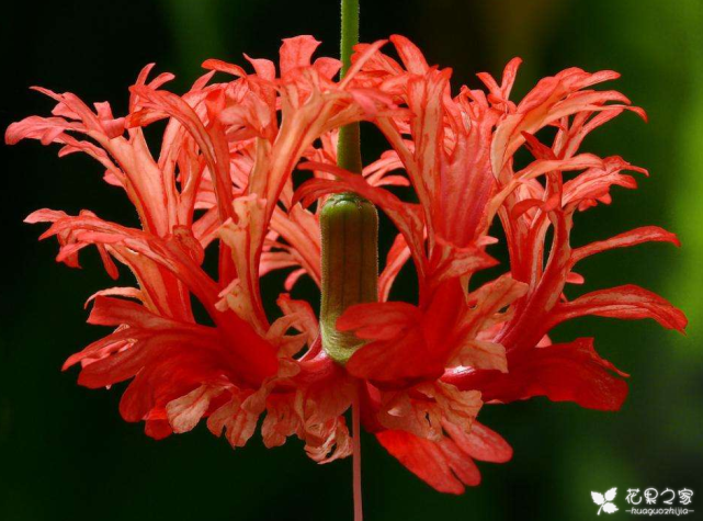 吊燈扶桑怎么換盆，扶桑什么時(shí)候換盆?