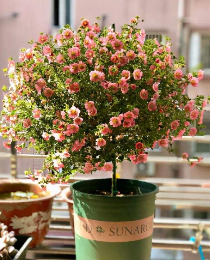 百萬(wàn)小鈴什么時(shí)候開(kāi)花，小木槿要多大花盆栽?