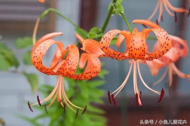 百合開(kāi)花之后怎么處理，百合一年開(kāi)花幾次，如何讓百合分叉多開(kāi)花?