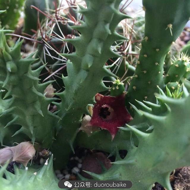 多肉白鳥(niǎo)怎么施肥，白鳥(niǎo)多肉爆盆?