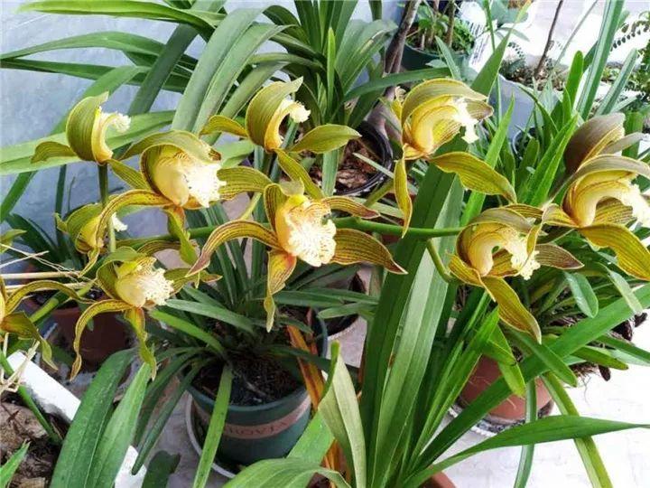 春蘭怎么養才能開(kāi)花，春蘭品種大全?