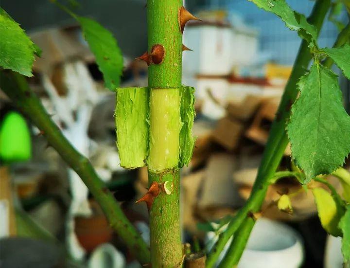 茶花壓條多久生根，空中壓條繁殖技術(shù)，臘梅壓條繁殖時(shí)間?