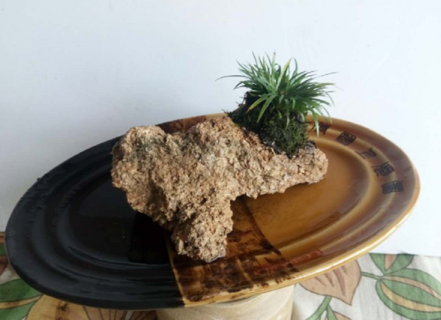 菖蒲怎么澆水，菖蒲葉尖干枯怎么辦?