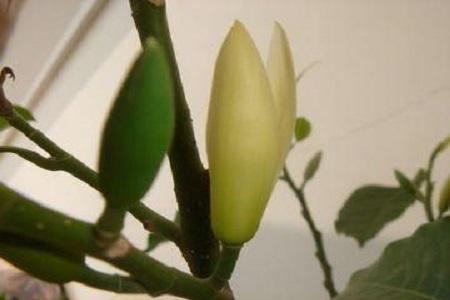 白蘭花怎么換盆，白蘭花十月份換盆可以嗎?