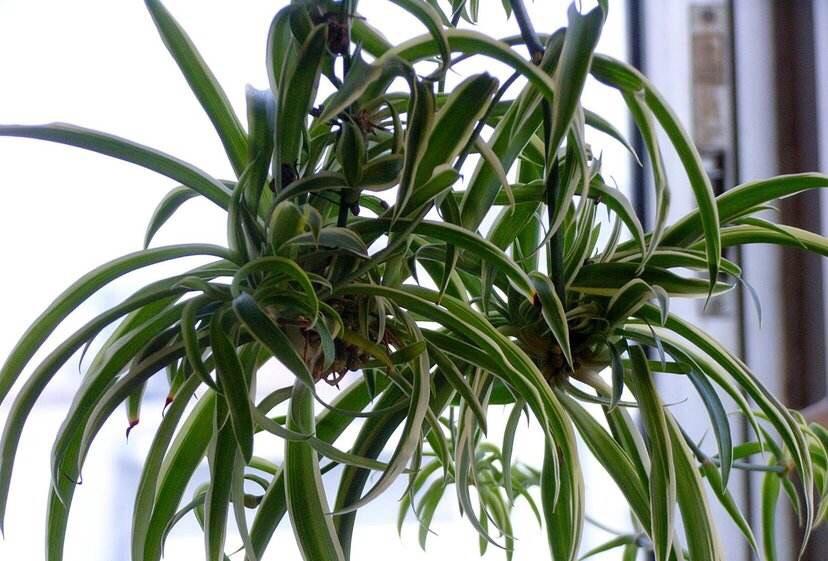 吊蘭冬天怎么過(guò)冬，金邊吊蘭冬天會(huì )凍死嗎?