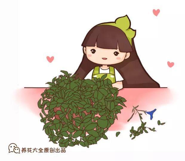 矮牽牛在什么季節開(kāi)花，矮牽牛開(kāi)花后要打頂嗎?