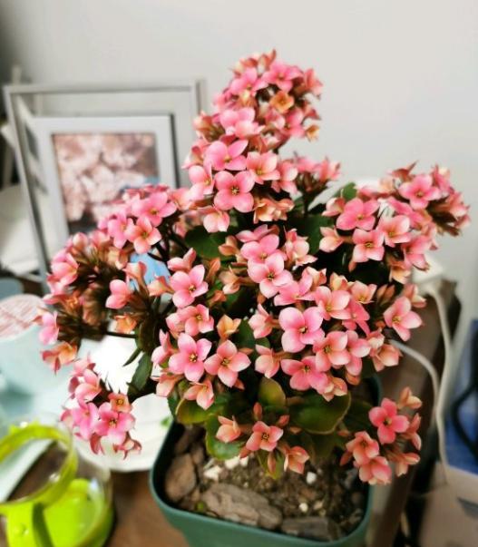 長(cháng)壽花的扦插方法，長(cháng)壽花最佳扦插時(shí)間?