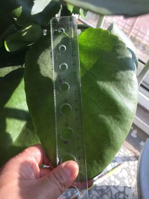 長(cháng)壽花施肥方法，用什么肥好，長(cháng)壽花用什么肥好什么時(shí)候施肥合適?