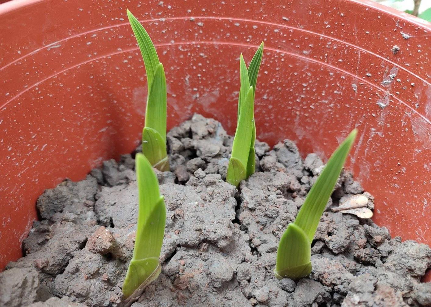 唐菖蒲(劍蘭)怎么施肥，水養劍蘭是否要剝掉葉子?