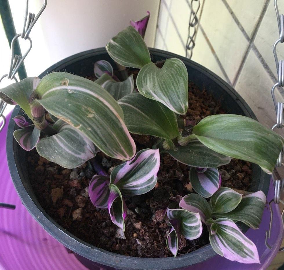 油畫(huà)吊蘭怎么養，怎么扦插，吊蘭扦插方法圖解?