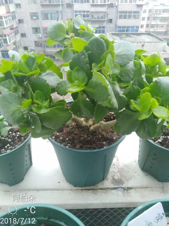 長(cháng)壽花花謝后如何修剪，怎么處理，杜鵑花花謝后怎樣修剪?