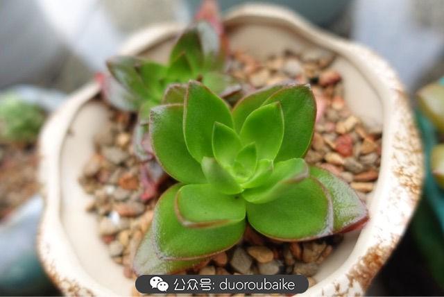 多肉白鳥(niǎo)怎么施肥，白鳥(niǎo)多肉爆盆?