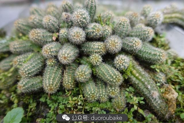 多肉白鳥(niǎo)怎么施肥，白鳥(niǎo)多肉爆盆?