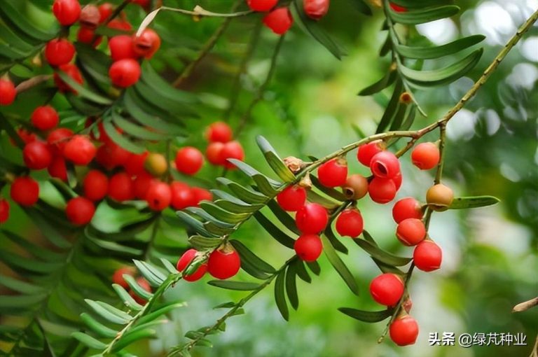 紅豆杉怎么換盆，紅豆杉移栽最佳時(shí)間?