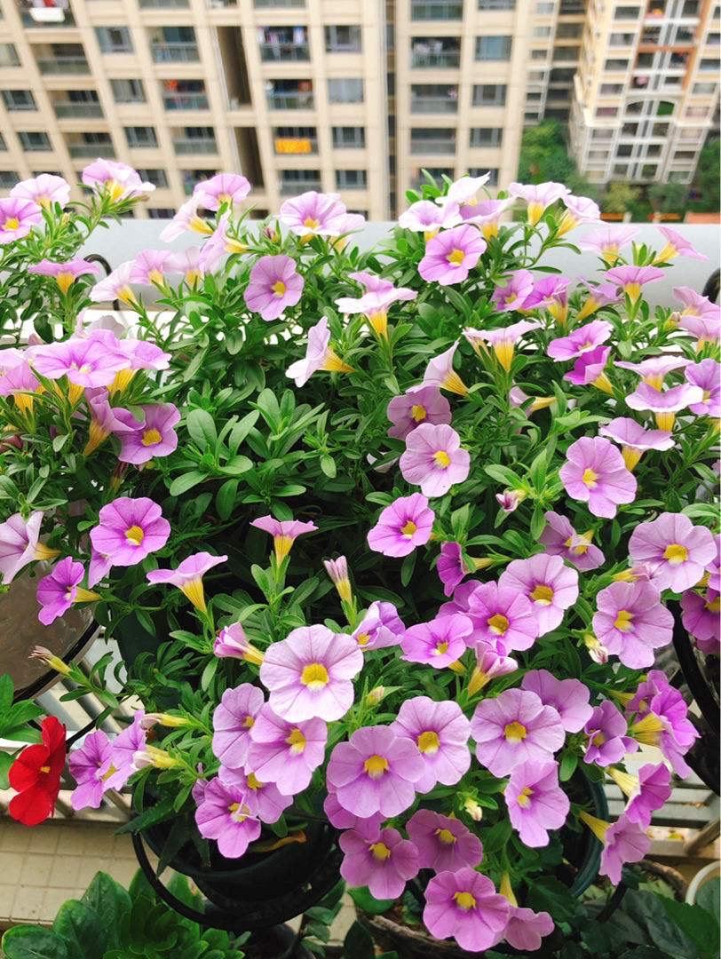 百萬(wàn)小鈴怎么修剪，如何快速復花，小玫瑰花謝了怎么修剪?