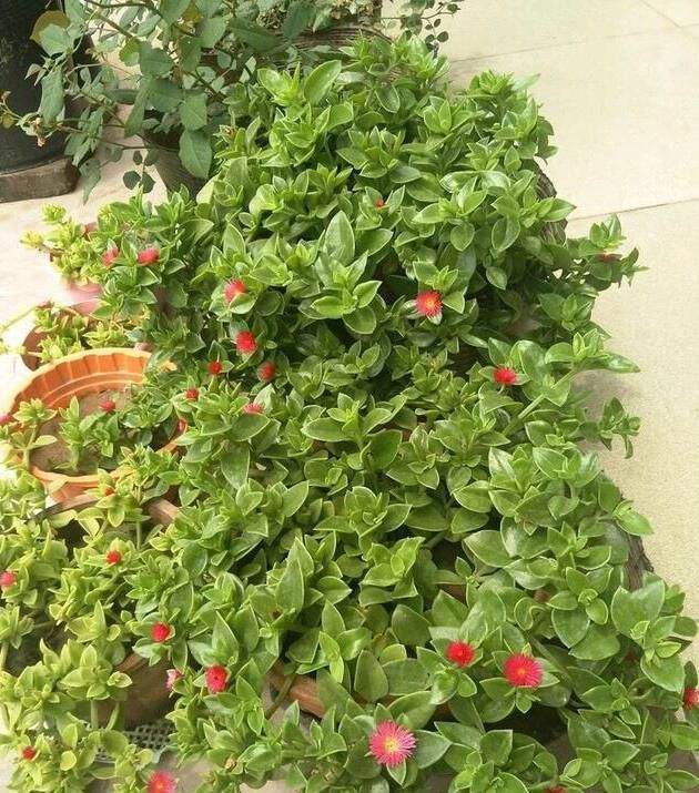 怎么讓牡丹吊蘭爆盆，怎么扦插，牡丹吊蘭水培圖片?