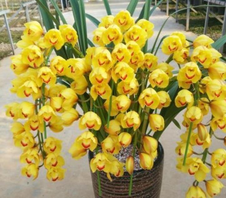 大花蕙蘭掉花苞怎么辦，有花苞了怎么澆水，大花蕙蘭有花苞了怎么澆水?