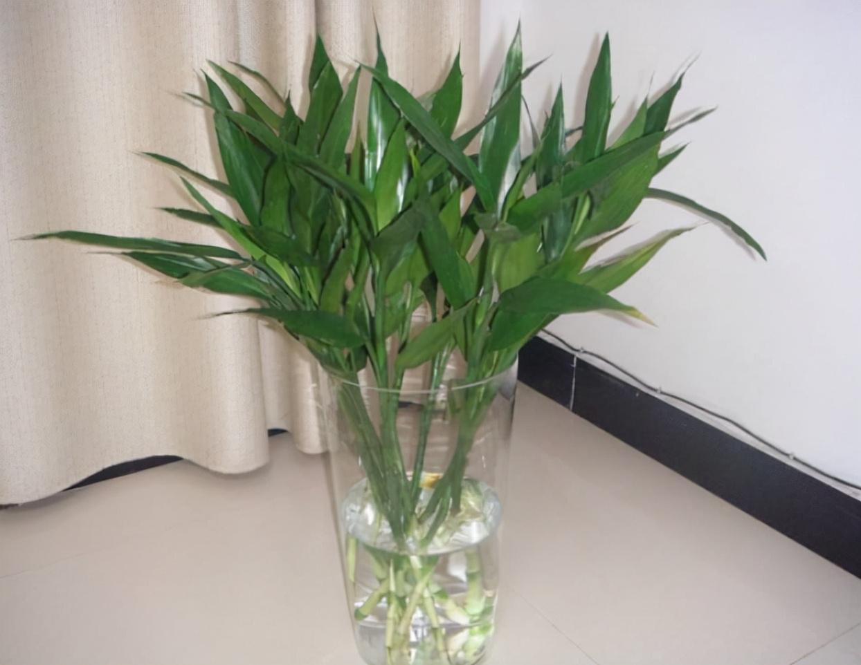 富貴竹施肥方法，用什么肥好，富貴竹怎么水養才旺盛?