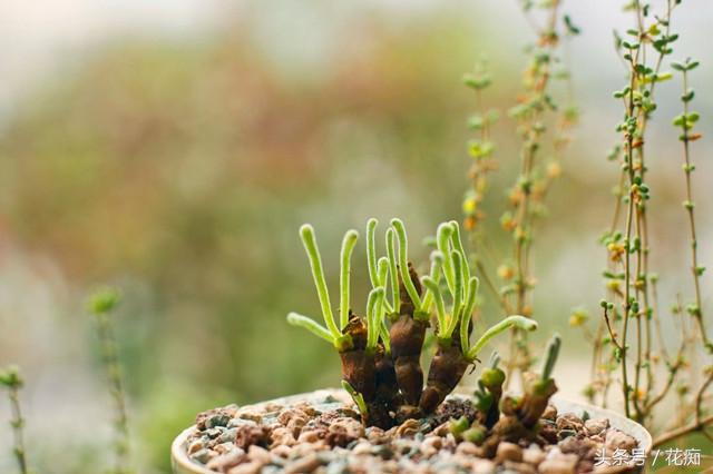 碧光環(huán)會(huì )開(kāi)花嗎，碧光環(huán)老樁?