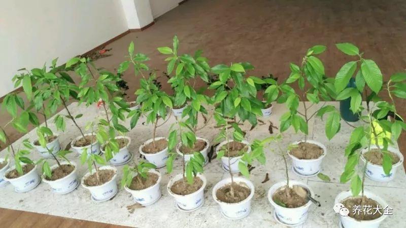 白蘭花什么時(shí)候開(kāi)花，地栽白蘭花過(guò)冬?