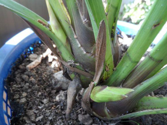 大花蕙蘭出花苞后如何管理，有花苞了怎么澆水，花在開(kāi)花期如何澆水?