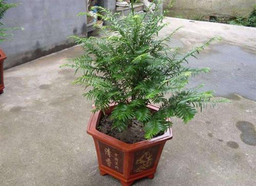 紅豆杉盆景修剪方法，紅豆杉怎么修剪樹(shù)形?