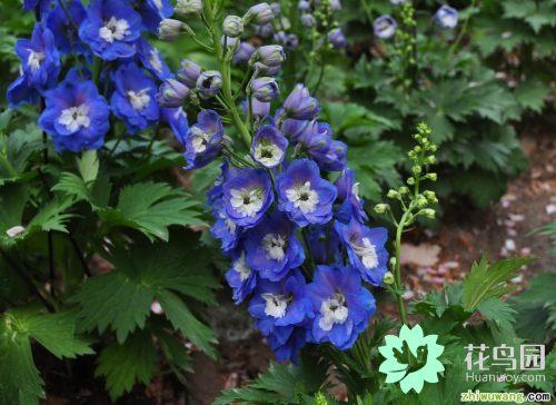 翠雀的繁殖方法，翠雀?