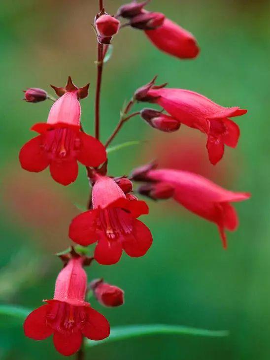 釣鐘柳的繁殖方法詳解，釣鐘柳圖片?