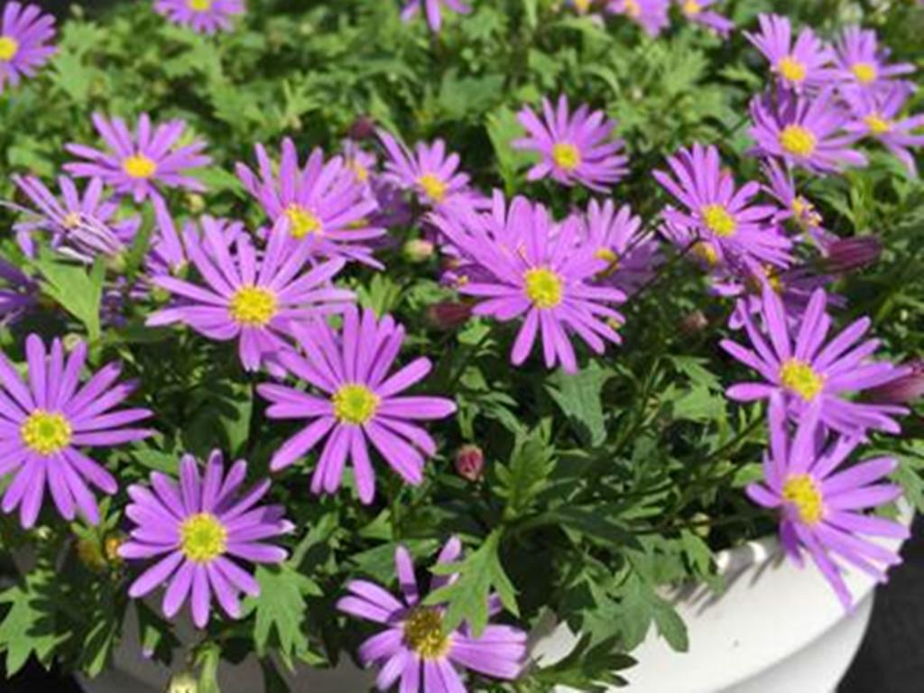 地膚開(kāi)花嗎，常年爆盆的花?