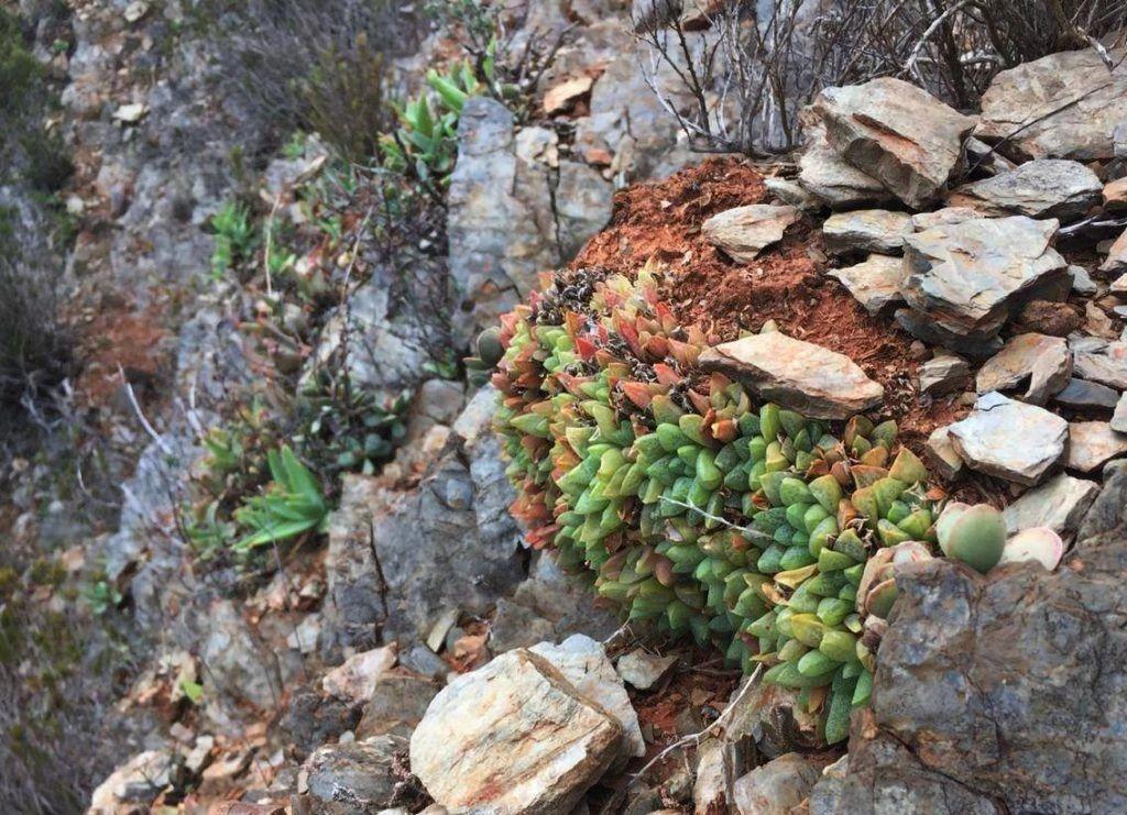 草玉露怎么澆水，這樣澆葉子更透亮了!，玉露干癟不服盆?