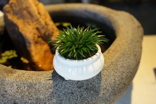 菖蒲怎么澆水，菖蒲葉尖干枯怎么辦?