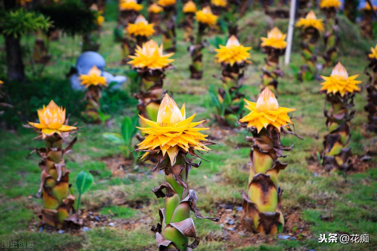 地涌金蓮開(kāi)花后怎么處理，爛莖了怎么辦，地涌金蓮花后怎么處理?