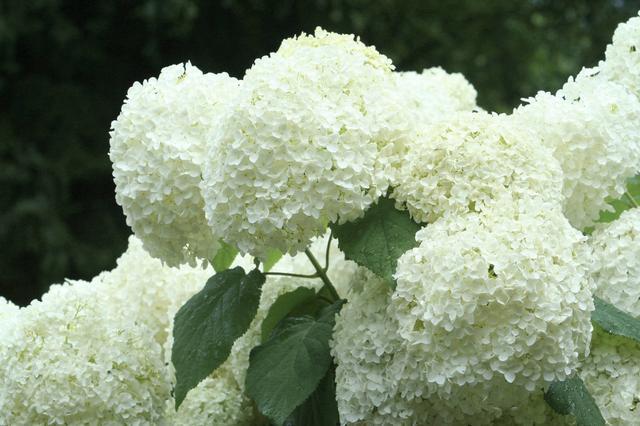 八仙花怎么繁殖，八仙花的養殖方法和注意事項?