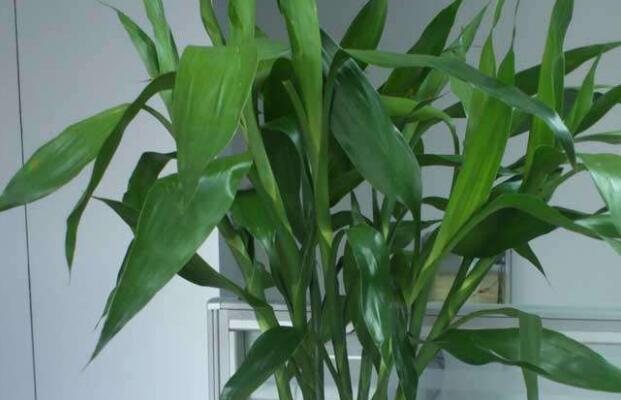 富貴竹冬天怎么養不會(huì )死，富貴竹過(guò)冬技巧，富貴竹怎么過(guò)冬啊每年養的都死了?