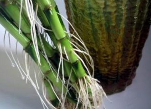 土養富貴竹長(cháng)得太高了怎么辦，土養富貴竹怎么修剪，水培富貴竹可以土養嗎?