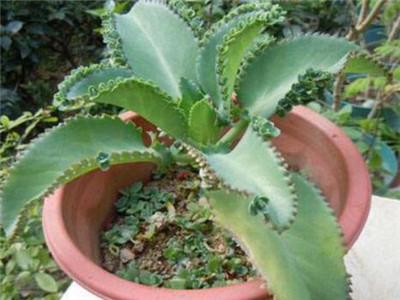 落地生根開(kāi)花嗎，落地生根會(huì )開(kāi)花嗎什么時(shí)候開(kāi)花?