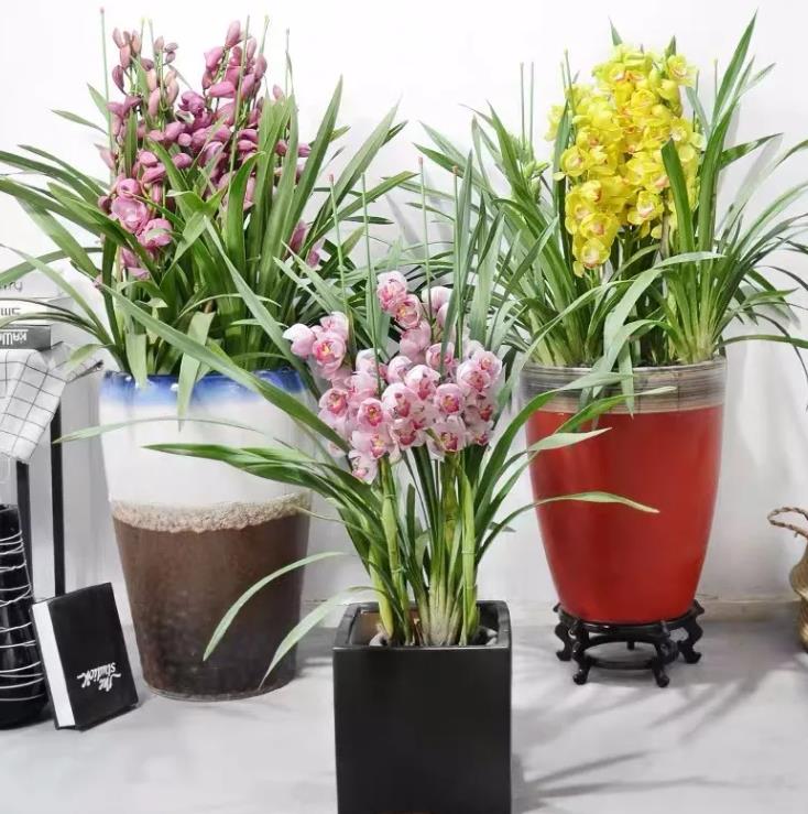 大花蕙蘭花期怎么養，開(kāi)花時(shí)能施肥嗎，大花蕙蘭施肥方法?