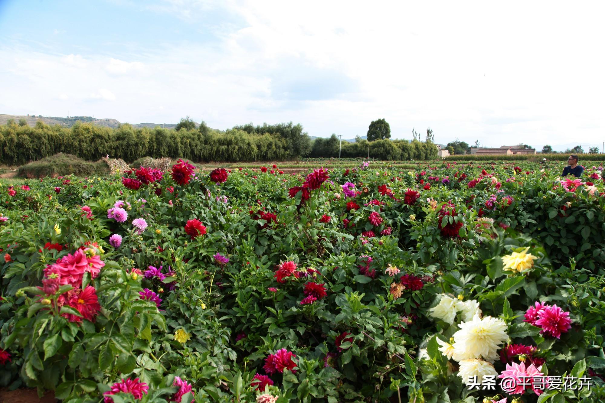 大麗花怎么過(guò)冬，冬天用挖出來(lái)嗎，大麗花能活幾年?