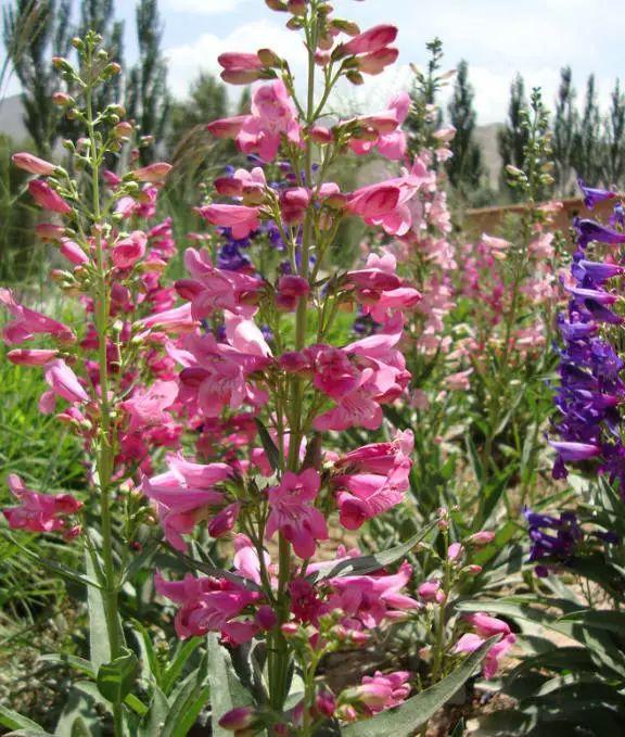 釣鐘柳的繁殖方法詳解，釣鐘柳圖片?