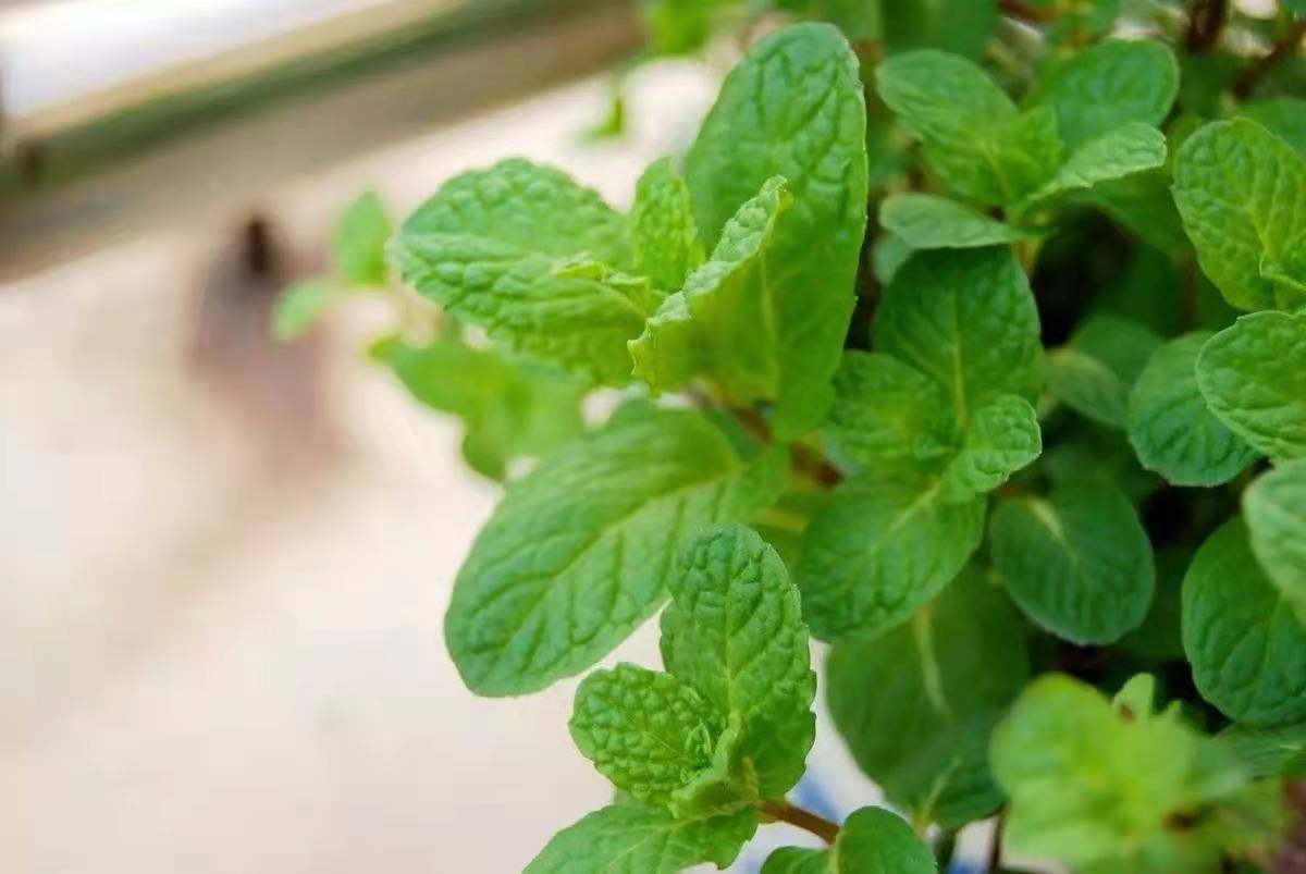 薄荷分株繁殖方法，薄荷自己會(huì )分株嗎，多肉植物的扦插方法?
