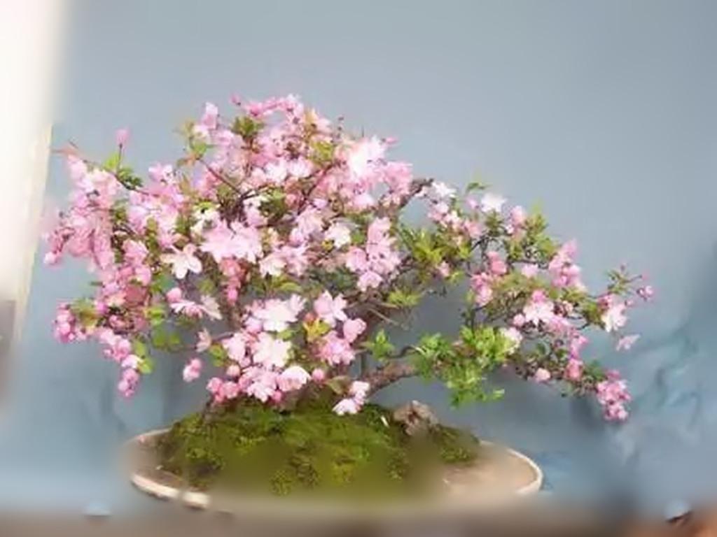 怎么讓垂枝海棠二次開(kāi)花，皇家美人垂枝海棠?