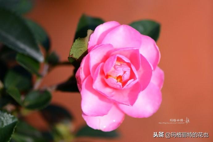 如何使茶梅在圣誕開(kāi)花，茶梅開(kāi)白花怎么辦?