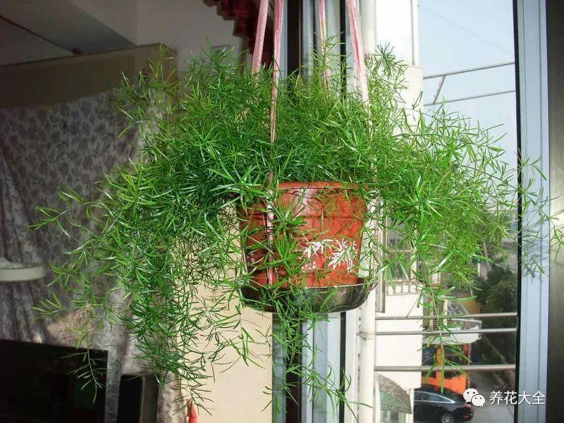 百萬(wàn)小鈴的繁殖方法，什么時(shí)候扦插，金魚(yú)吊蘭的扦插方法和注意事項?