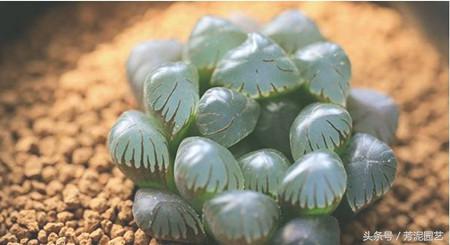 冰燈玉露怎么施肥，10萬(wàn)以上的冰燈玉露?