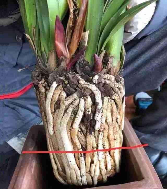 大花蕙蘭如何換盆，怎么分株，大花蕙蘭幾月份換盆?