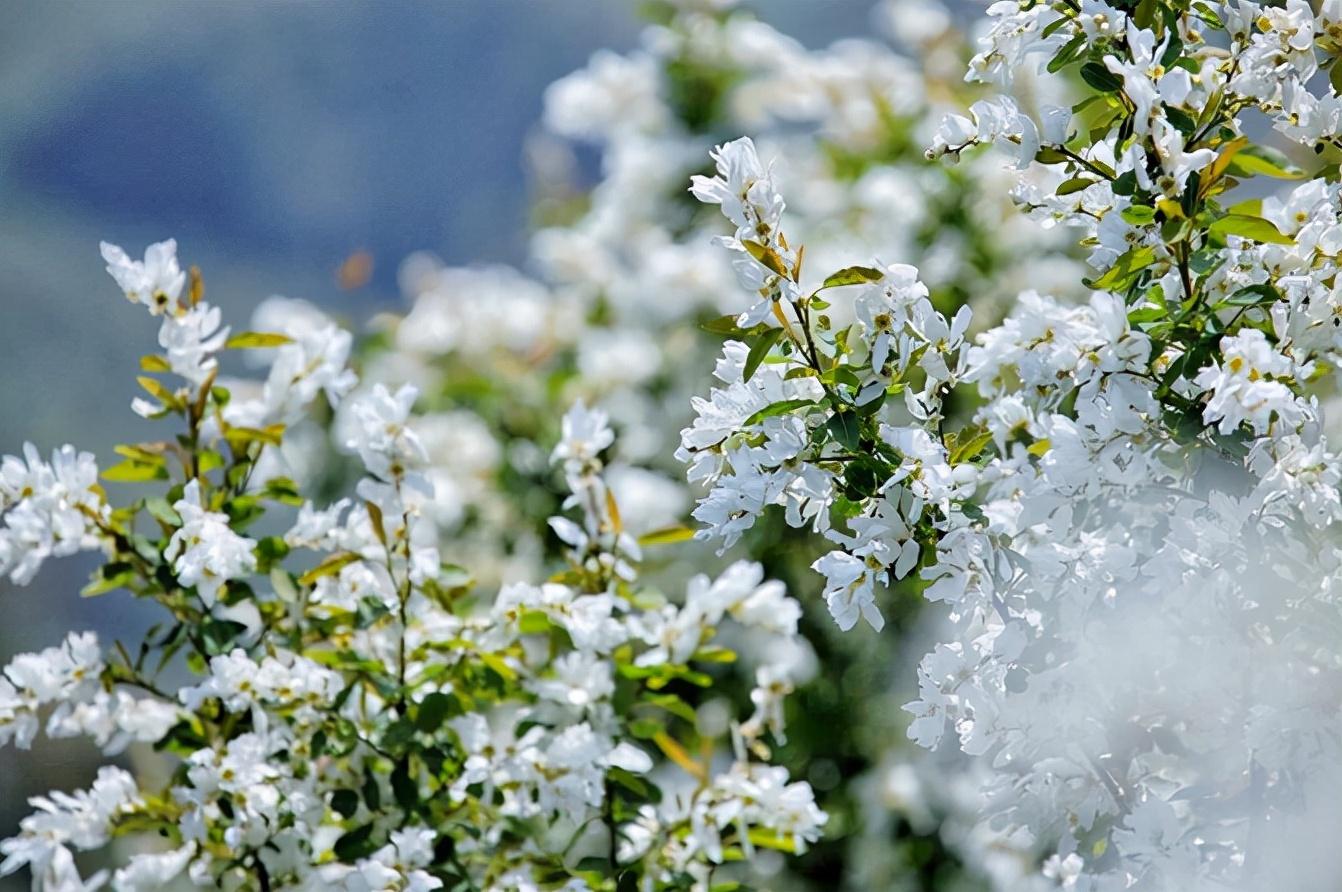 白鵑梅的繁殖方法，紅柄白鵑梅功效?