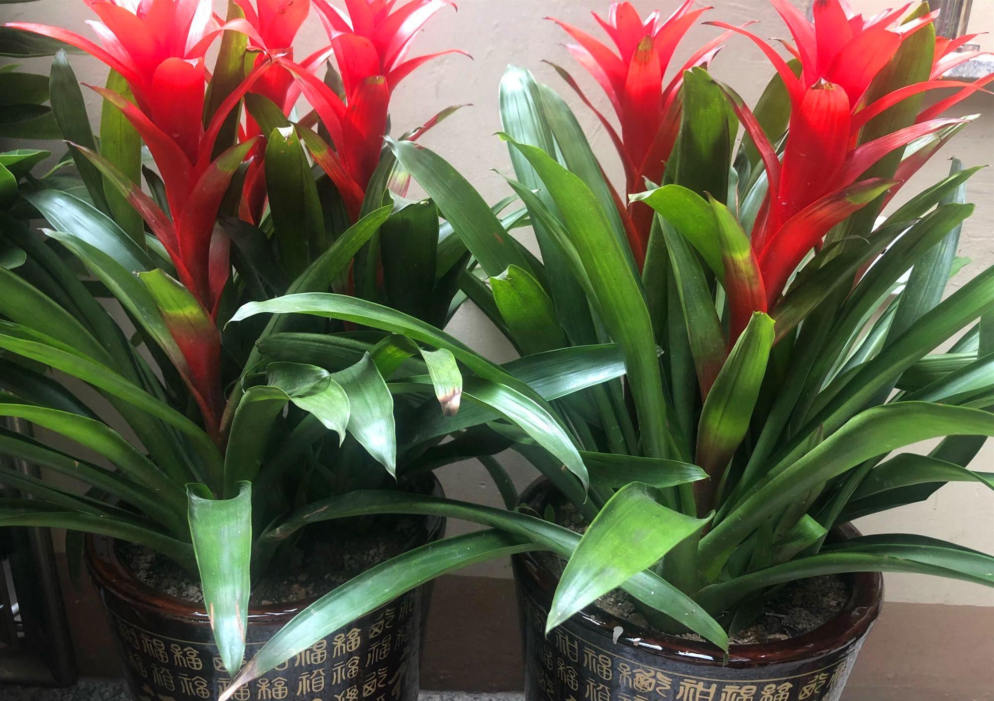 鴻運當頭怎么修剪，鴻運當頭用什么肥料最好?