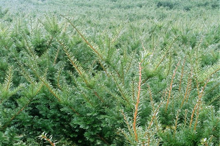 曼地亞紅豆杉怎么修剪，曼地亞紅豆杉好養嗎?