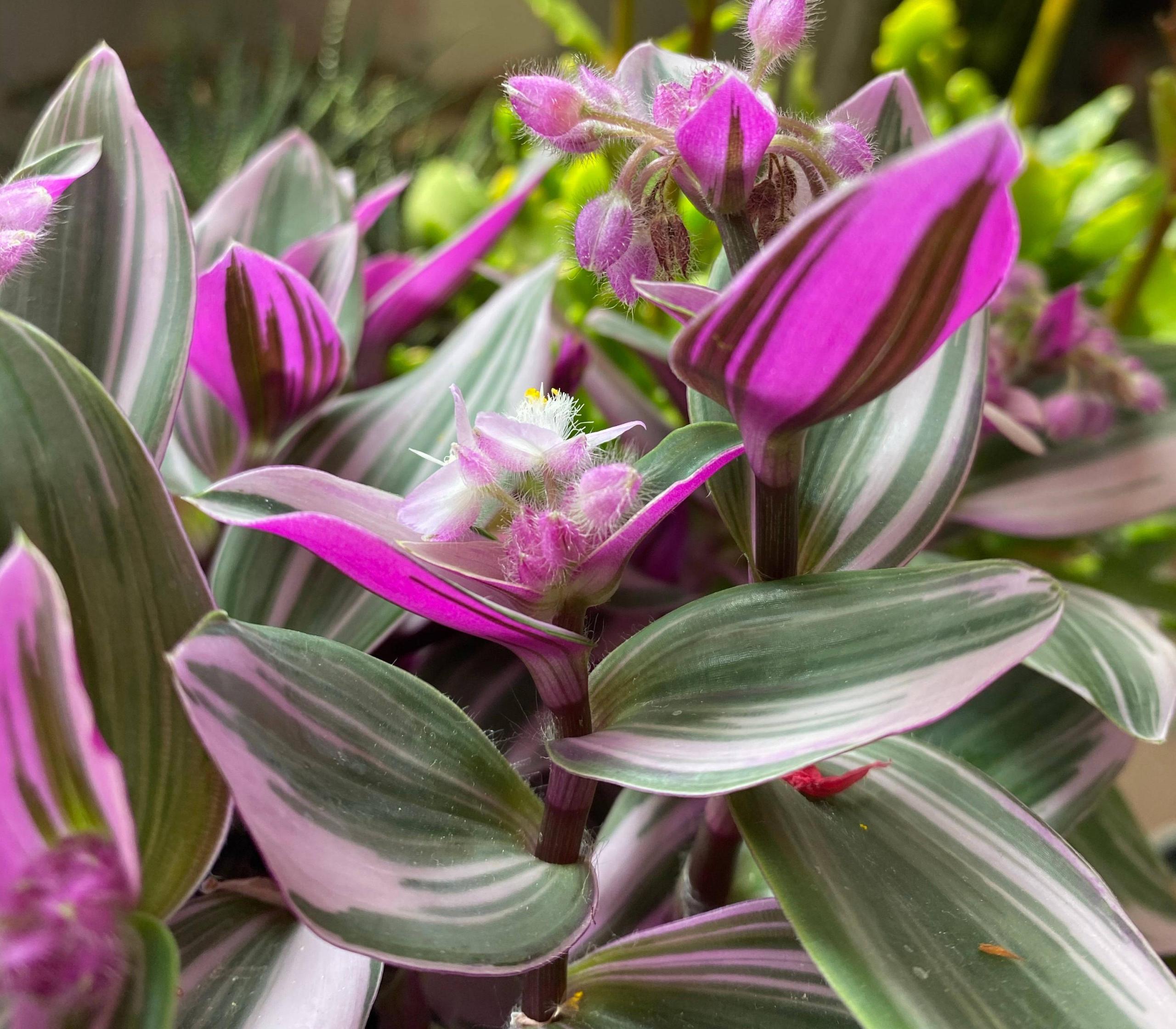 油畫(huà)吊蘭怎么養，怎么扦插，吊蘭扦插方法圖解?